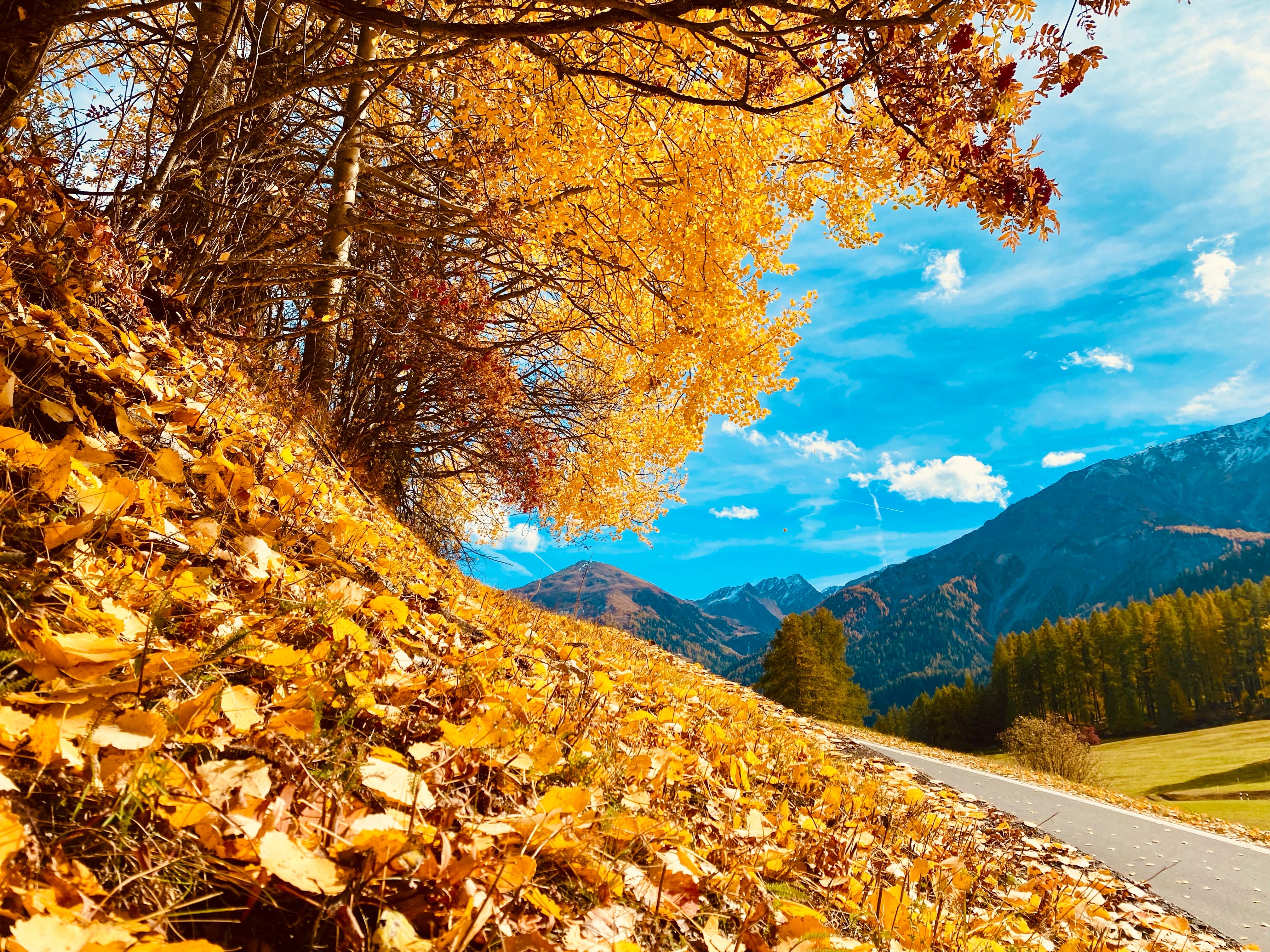 Herbsttees